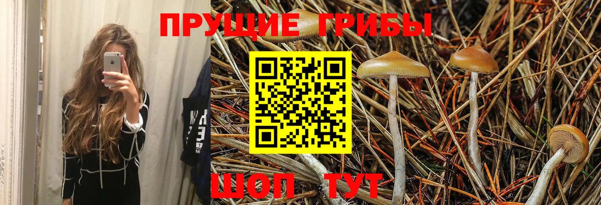 Псилоцибиновые грибы GOLDEN TEACHER  Галлюциногенные грибы Cubensis  Вход с VPN  Кириши 